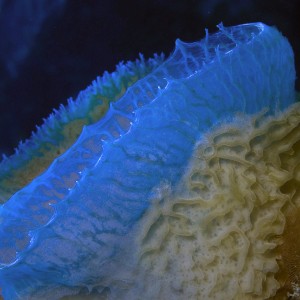 Azure Vase Sponge