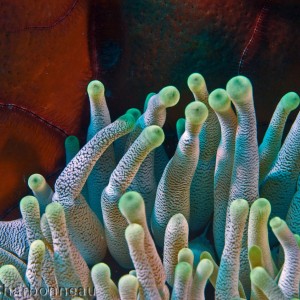 Anenome with Sponge and Brittle Star background