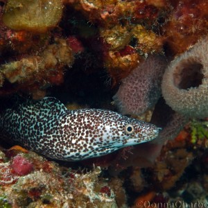 Spotted Moray Eel