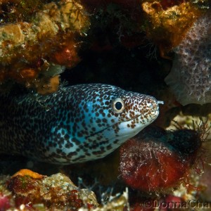 Spotted Moray Eel