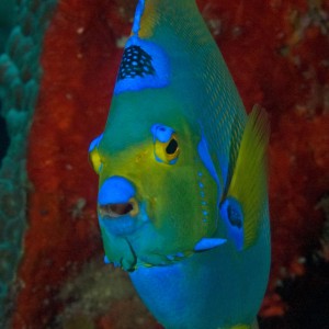 Queen Angelfish