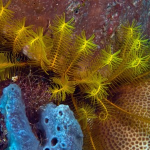 Yellow Crinoid