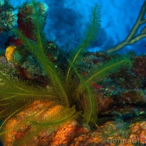 Crinoid/Seafan/Sponge/Damsel Fish