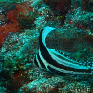 Juvenile Spotted Drum