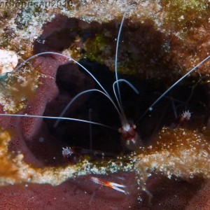 Banded Coral Shrimp in Sponge