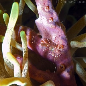 Shrimp on sponge in Anenome