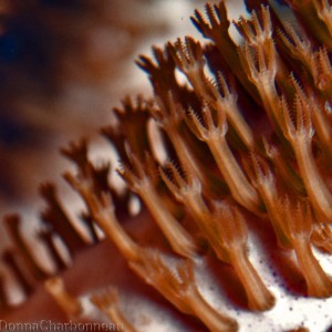 Macro coral polyps