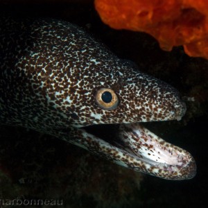 Moray Eel