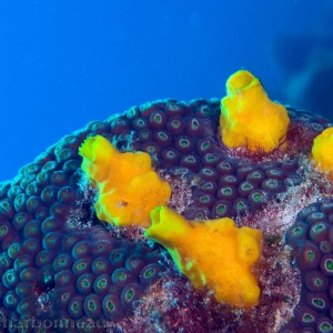 Boring sponge in Coral Head