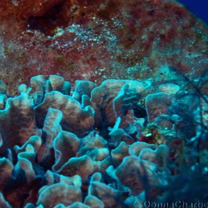 Coral growing inside Large Barrel Sponge