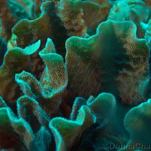 Hard Corals