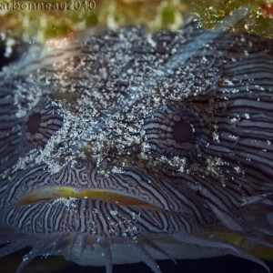 Splendid Toadfish