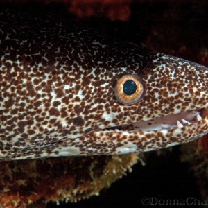 Moray Eel