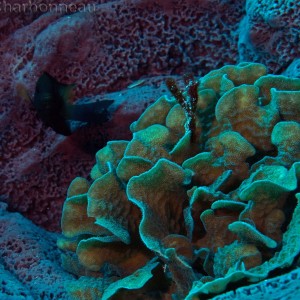 Coral growing inside Large Barrel Sponge