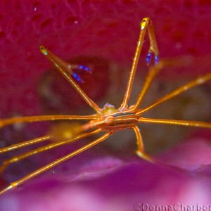 Arrow Crab inside sponge