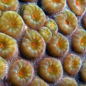 Macro coral polyps