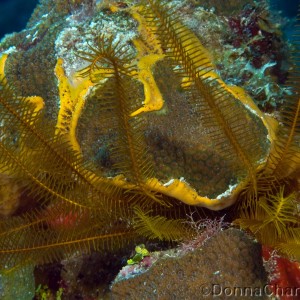 Yellow Crinoid,Sponge,Coral