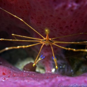 Arrow Crab in Sponge