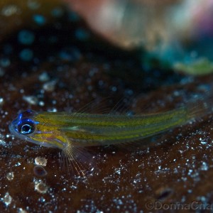 Peppermint Goby