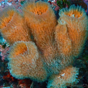 Peach colored Azure Vase Sponge