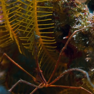 Arrow Crab with Crinoid