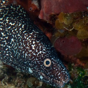 Spotted Eel