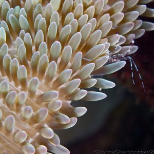 Shrimp on Anenome