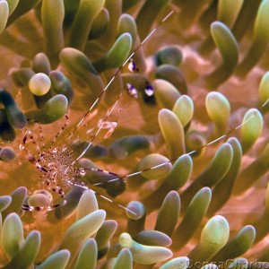 Shrimp on Anenome