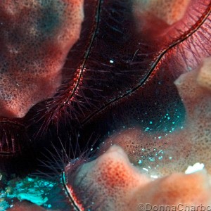 Brittle Star, Sponge