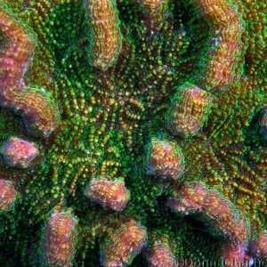 Coral Macro