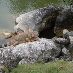 Iguana at Cozumel Country Club Golf Course