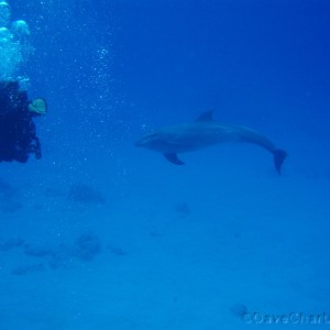 Dive master Mario (Deep Blue) with Dolphin