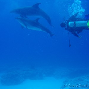 Dolphins and Divemaster Mario with Deep Blue Divers, Cozumel