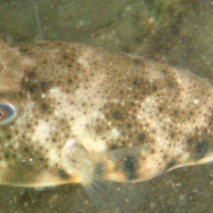 Jamestown_RI_9-29-10-northern-puffer_1_