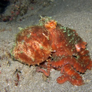 starry octopus
