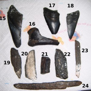 Fossil Finds from 20 November 2010 #3