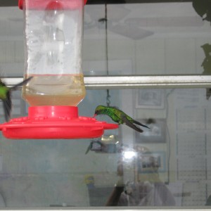 Hummingbirds in Flight....