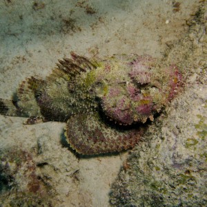 Spotted Scorpion Fish