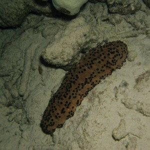 Three-Rowed Sea Cucumber