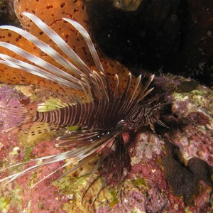 Lion Fish