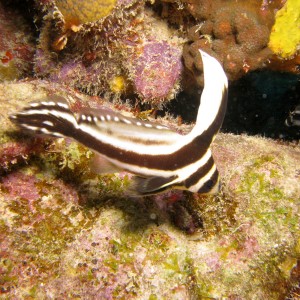 Adult Spotted Drum