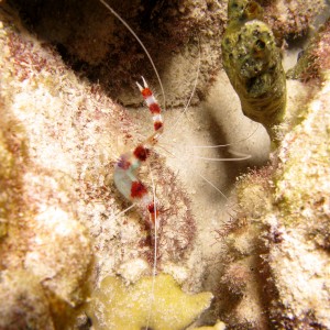 Banded Coral Shrimp