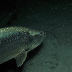 Tarpon at night