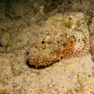 Spotted Scorpion Fish