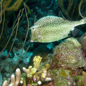 Honeycomb Cowfish