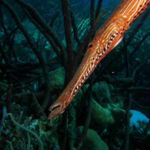 Trumpet Fish