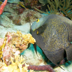 French Angelfish