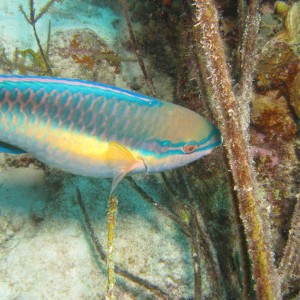 Parrot Fish