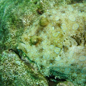 Peacock Flounder