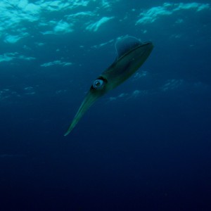 Caribbean Reef Squid